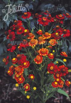 Helenium autumnale 'helena Red Shades'